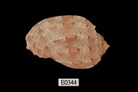 藏品(大楊桃螺)的圖片